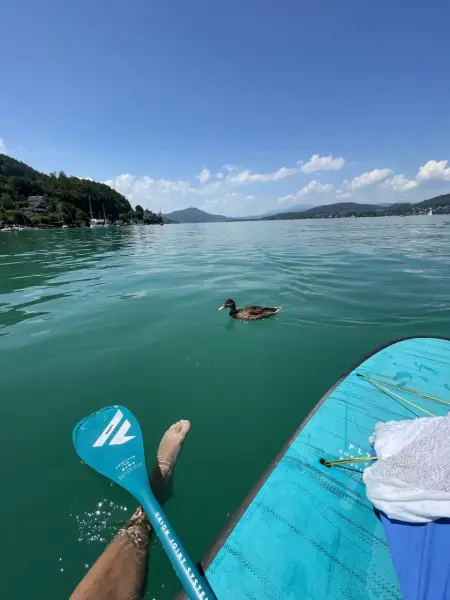 Wörthersee with duck